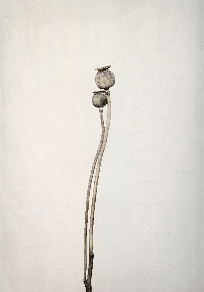 Zwei alte Mohnblumen von Lotte Gronkjaer