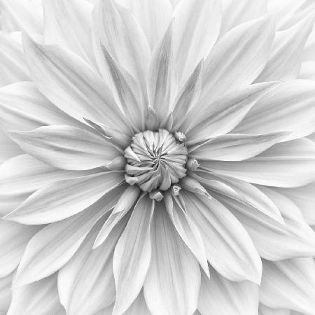 Hamari gold in monochrome