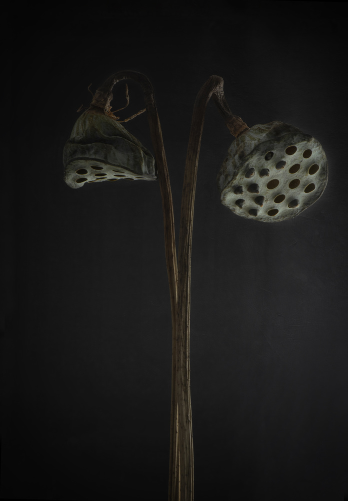 Lotus heads - dried von Lotte Grønkjær