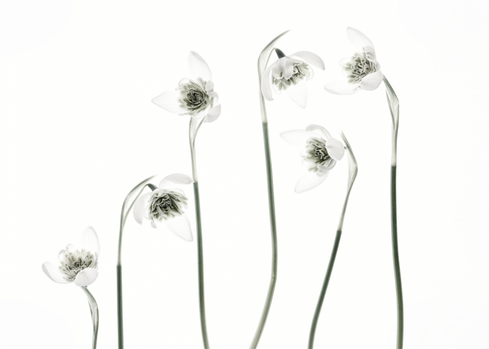 Snowdrops von Lotte Grønkjær