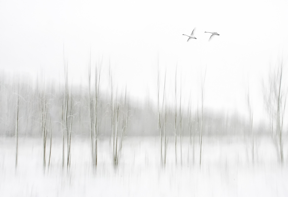 The fugitives von Lou Urlings