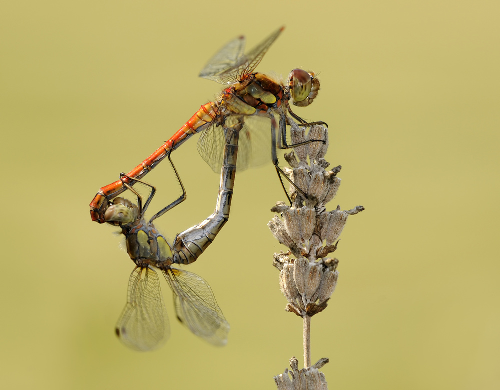 Balance von Lou Urlings