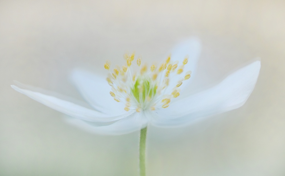 Seeds of spring von Lou Urlings