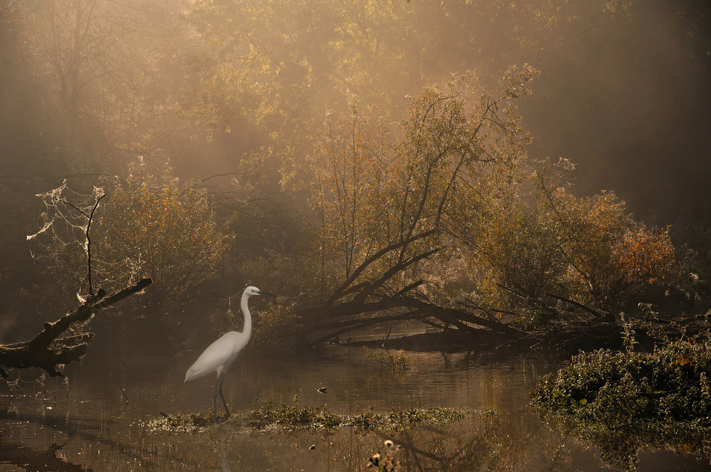 Little egret von Lou Urlings