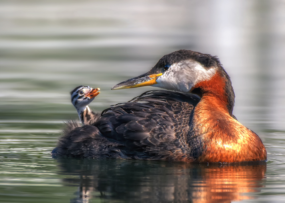 I Love You Mom von Louie Luo