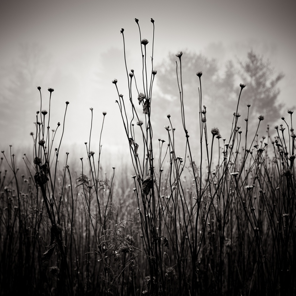 Meadow Plants 1 von Louis Wallach