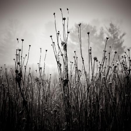 Meadow Plants 1
