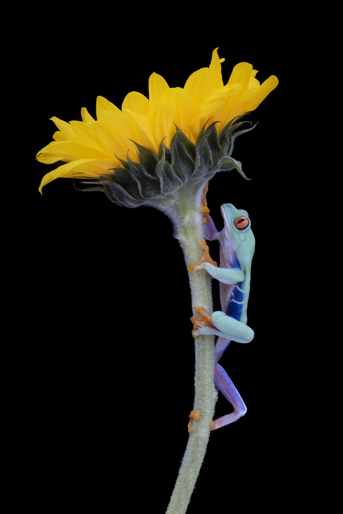 Climbing to the Sun von Louise Wolbers