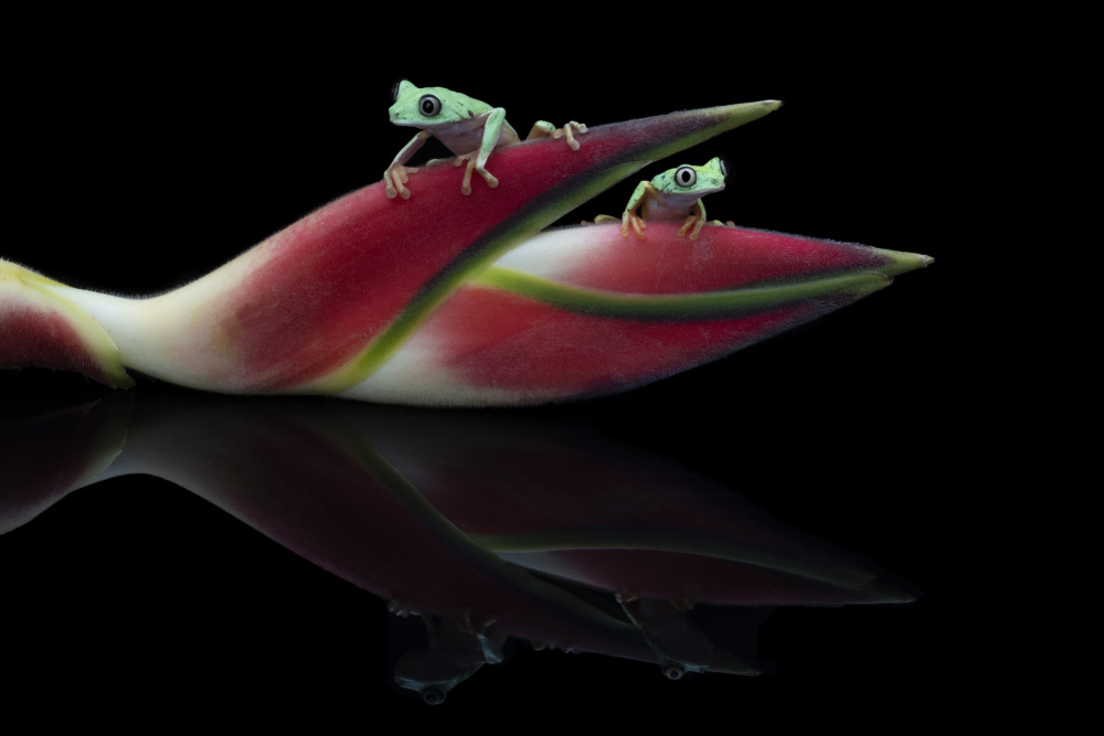 Lema Frogs von Louise Wolbers