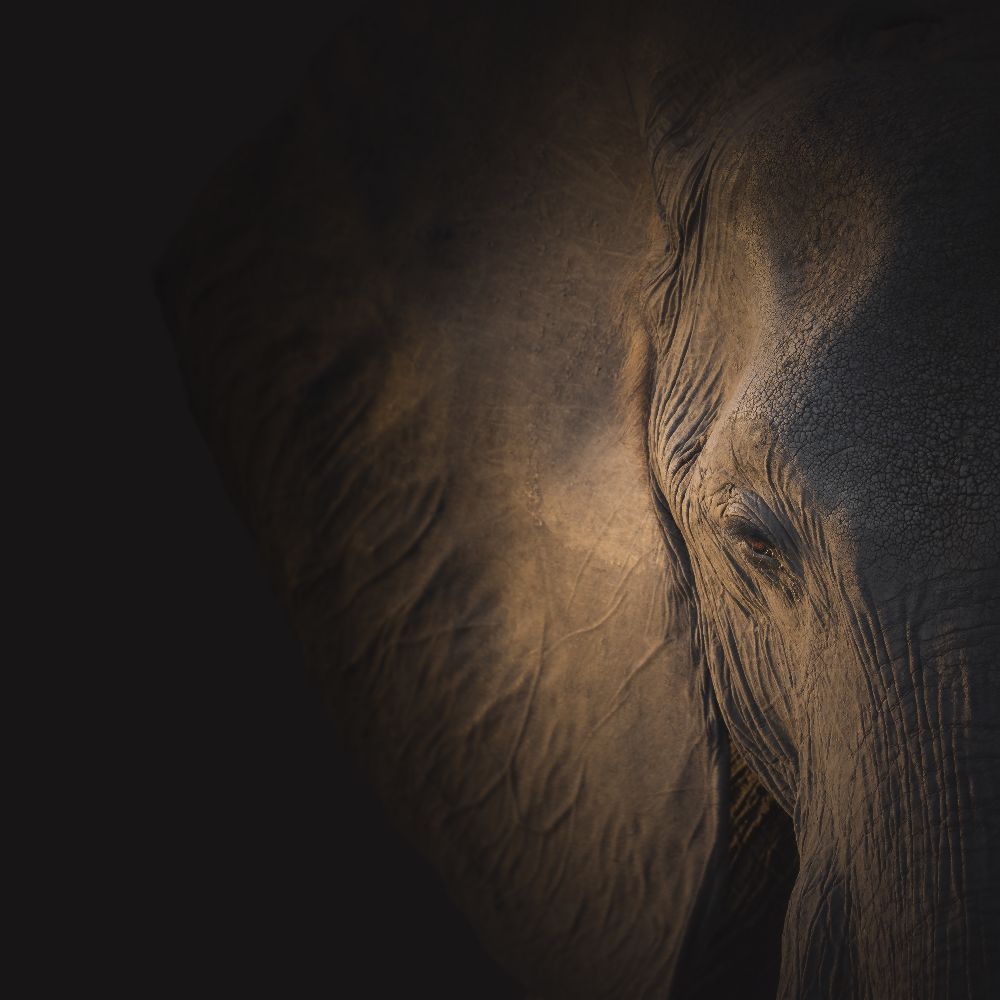 Sanfter Riese von Louise Wolbers