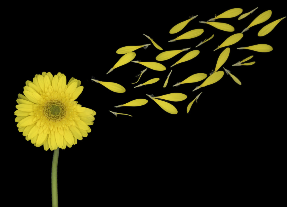 Blowing In The Wind von Louise Wolbers