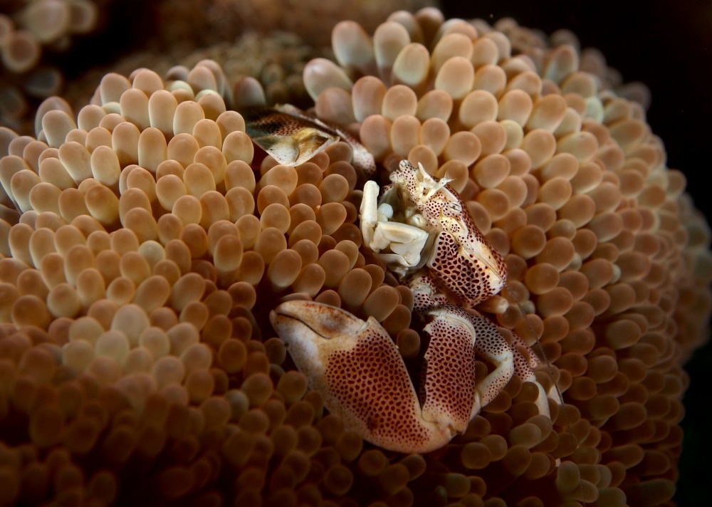 porcelain crab in anemone von ltanzil