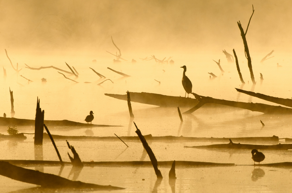 Morninglight von Luc Baekelandt