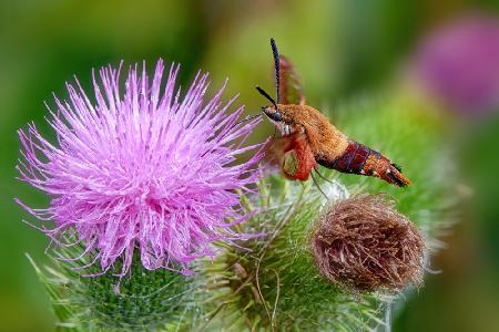 An Enchanting Creature