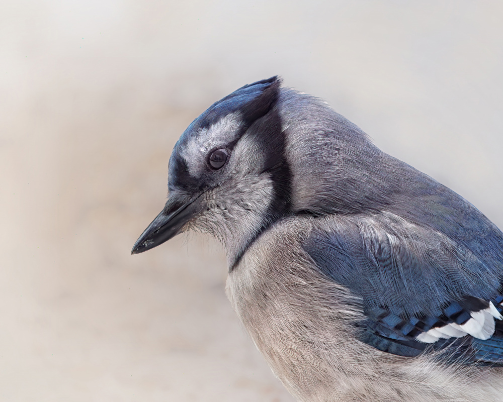 Inquisitive Blue Jay von Lucie Gagnon