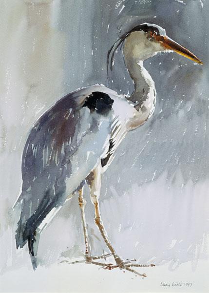 Grey Heron, 1987