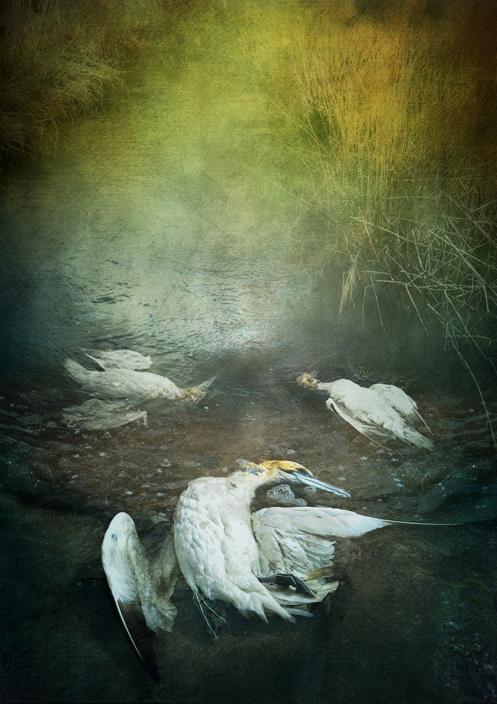 Herons von Lucyna Łazarska  ( Lucynda Lu )