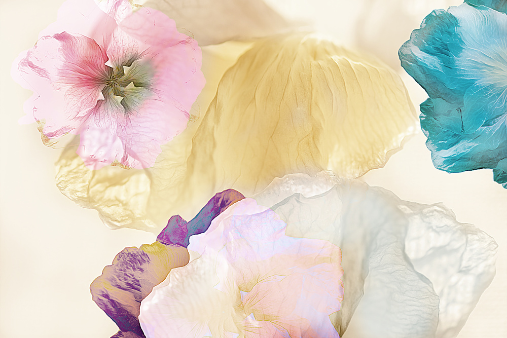 Ethereal flowers von Ludmila Shumilova