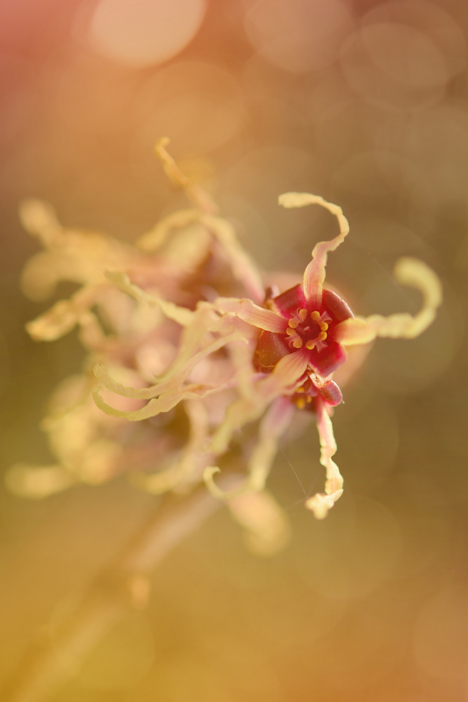 Petals von Ludmila Shumilova