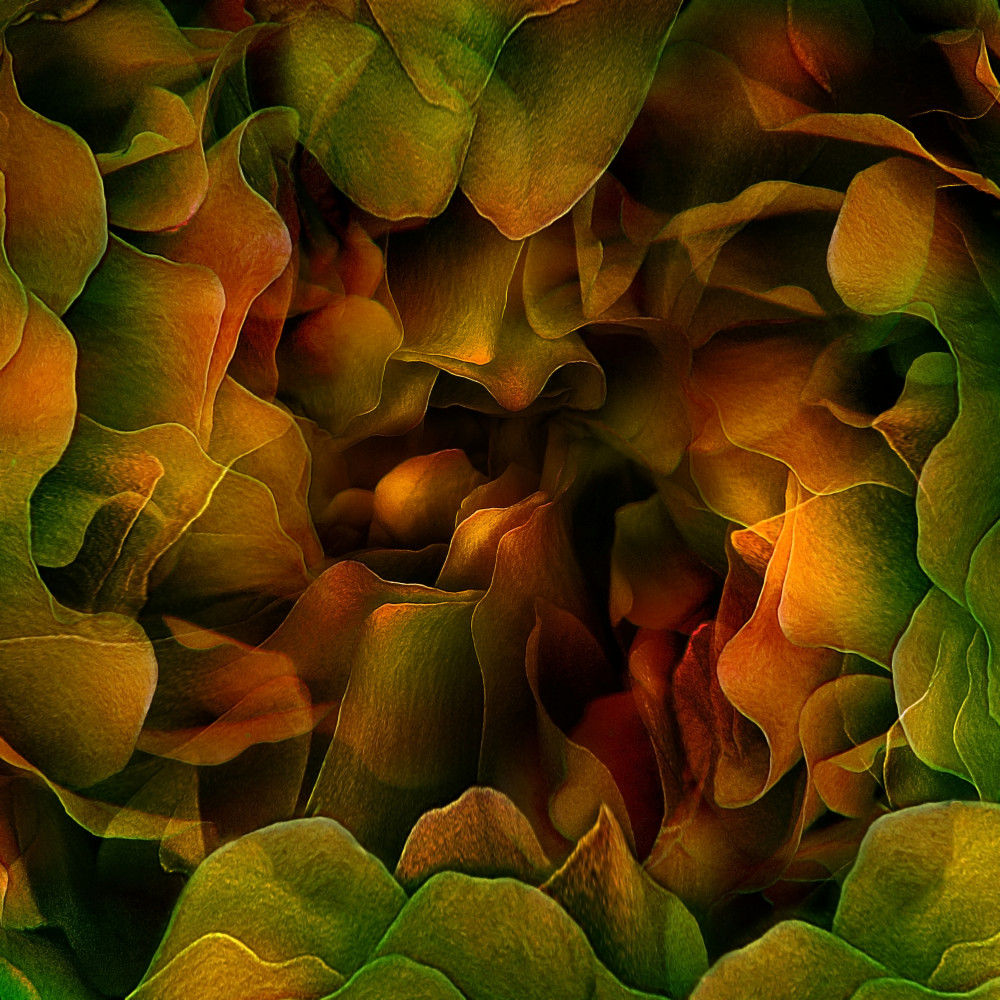 Shelter of dreams von Ludmila Shumilova