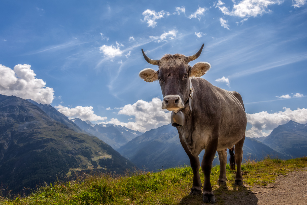 The Grey Eminence von Ludwig Riml