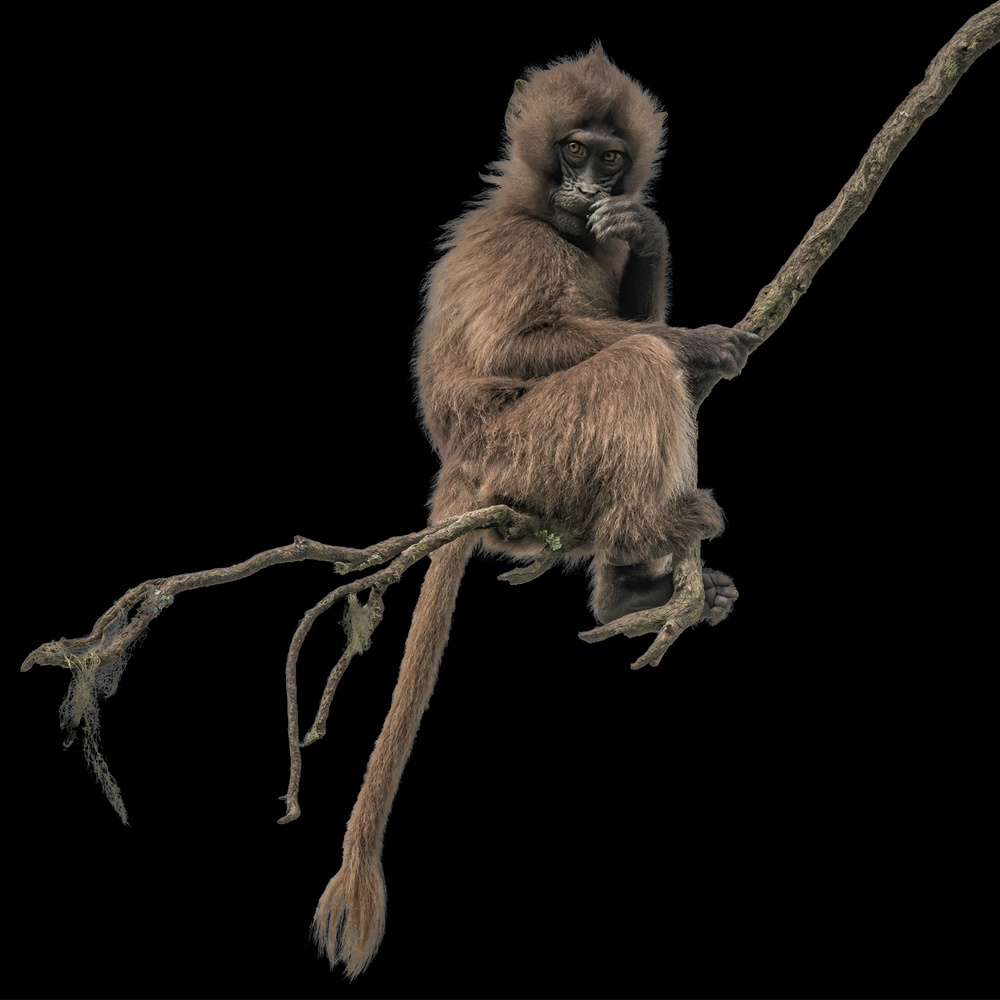 Gelada monkey von Luigi Ruoppolo