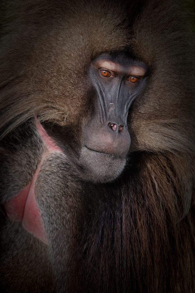 Gelada portrait von Luigi Ruoppolo