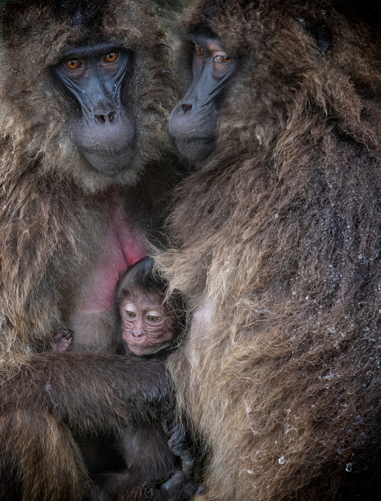 Protection von Luigi Ruoppolo