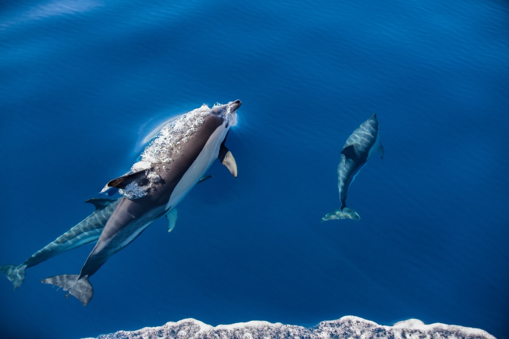 Brincadeira von Luís Godinho