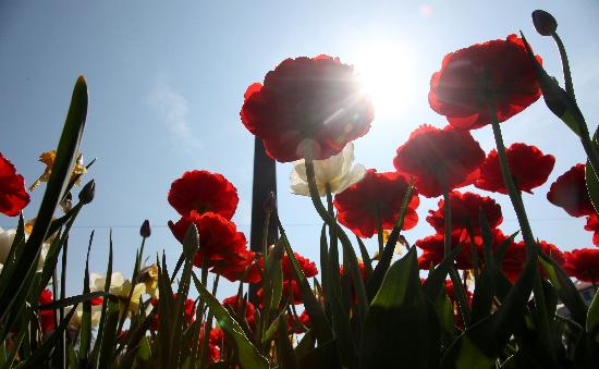 Blumen auf dem Karolinenplatz von Lukas Barth