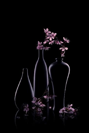 Graceful  Prunus Cerasifera