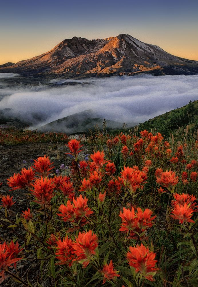 Blühen von Lydia Jacobs