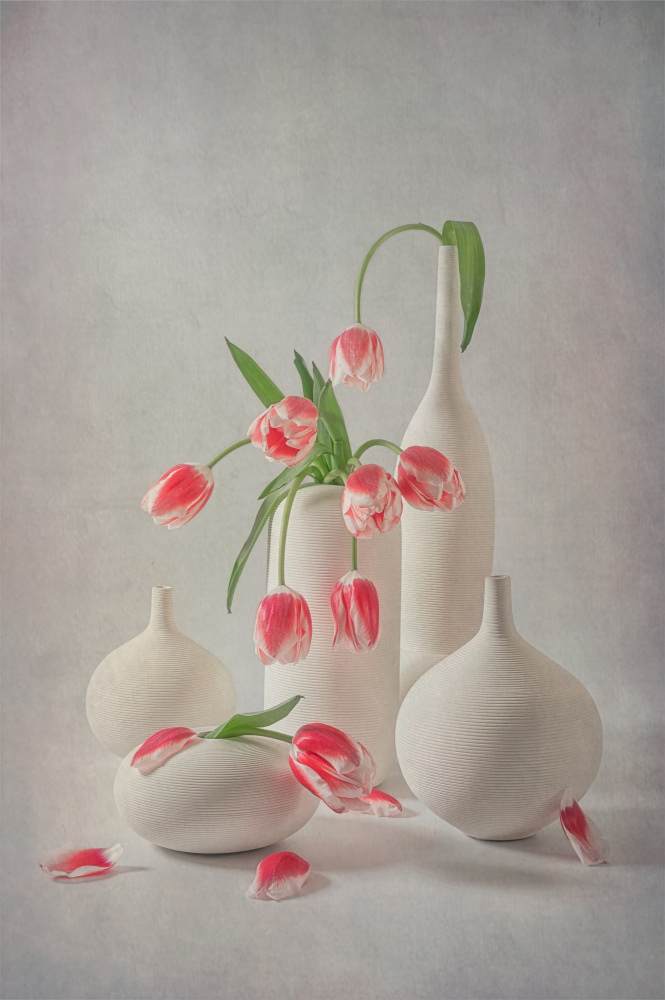 Blooming Pink Tulips von Lydia Jacobs