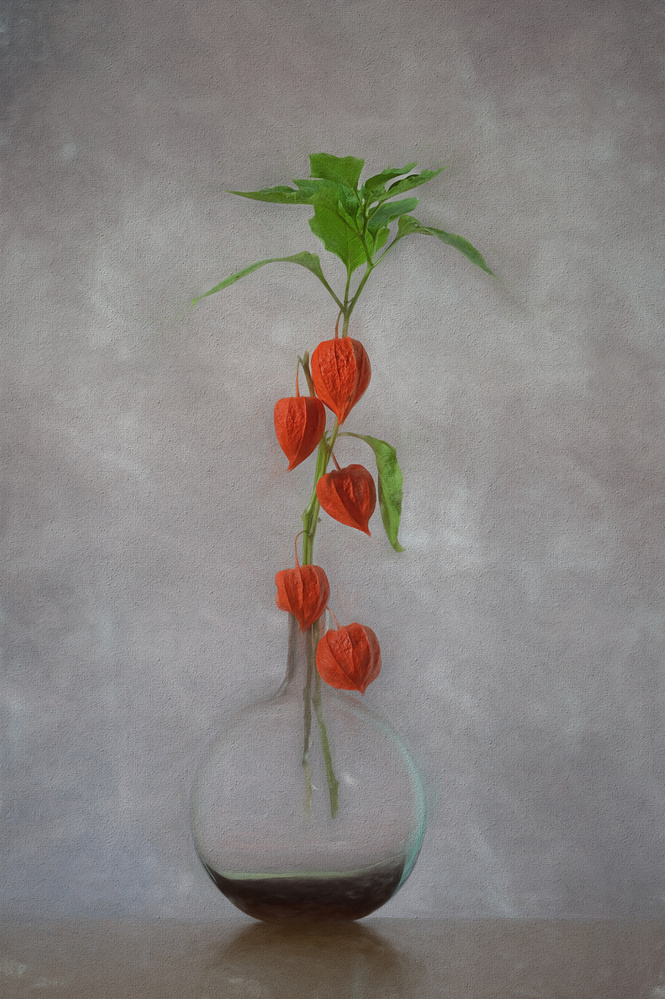 Chinese Lantern von Lydia Jacobs