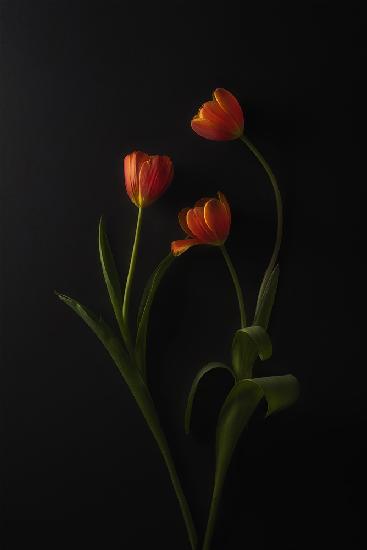 Three Tulips