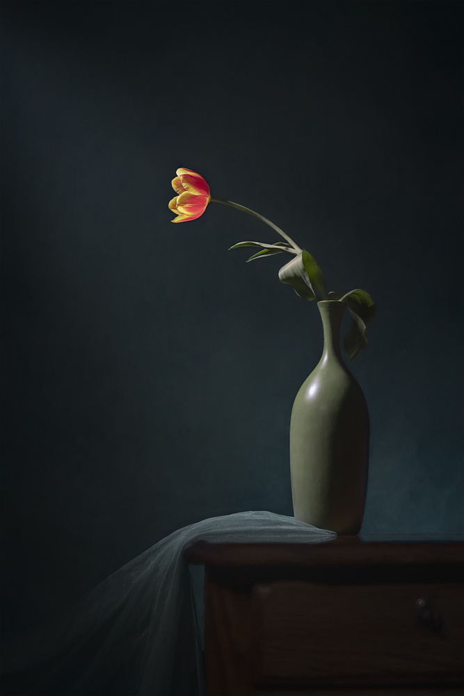 A Orange Tulip von Lydia Jacobs