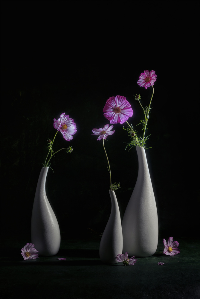 Elegant Cosmos von Lydia Jacobs