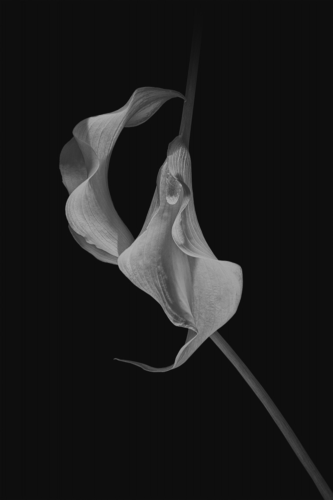 Close Talk von Lydia Jacobs