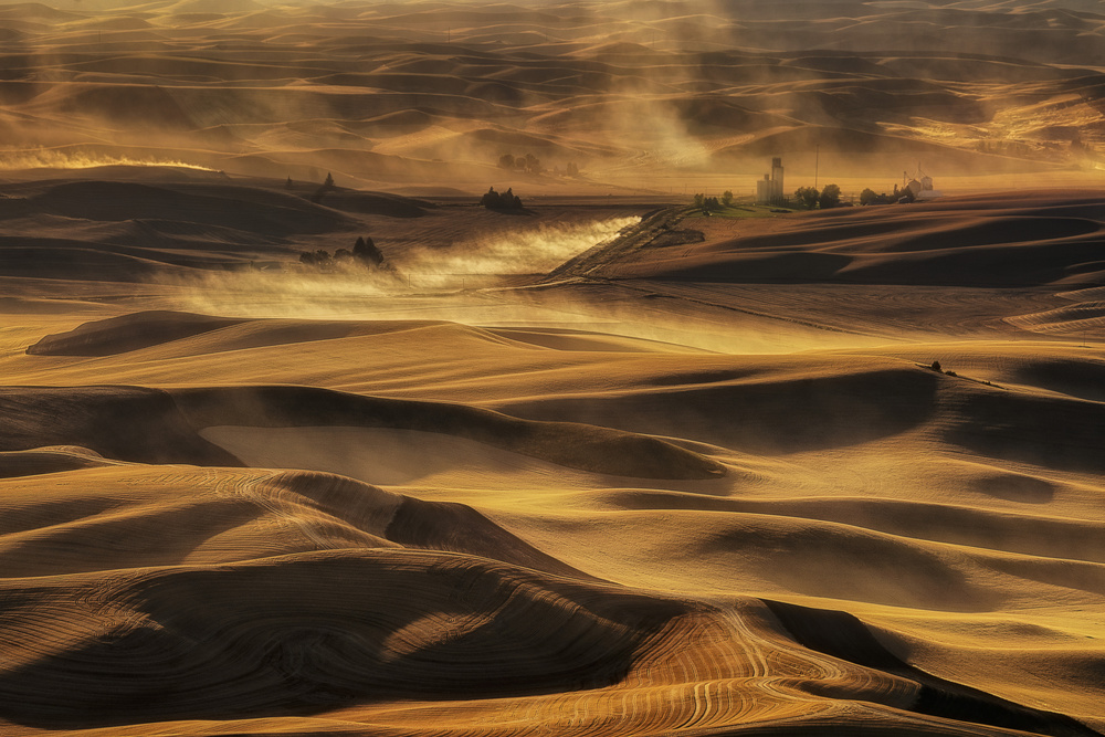 Harvest Gold von Lydia Jacobs