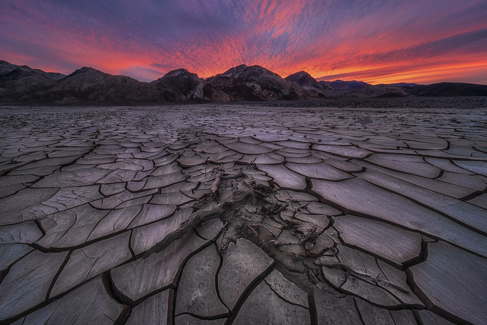 Dry Land von Lydia Jacobs