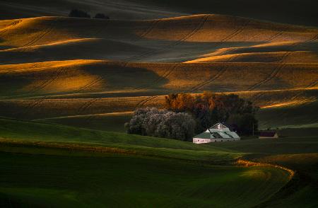 Golden light over Farmland