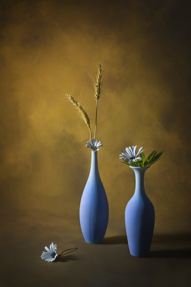 Little White Daisy von Lydia Jacobs