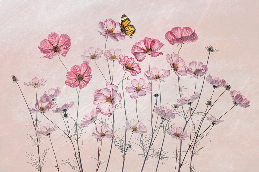 Cosmos and Butterfly von Lydia Jacobs