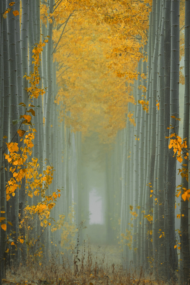 Misty Autumn Path von Lydia Jacobs