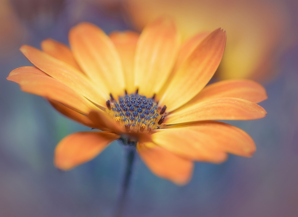 Orange delight von Lydia Jacobs