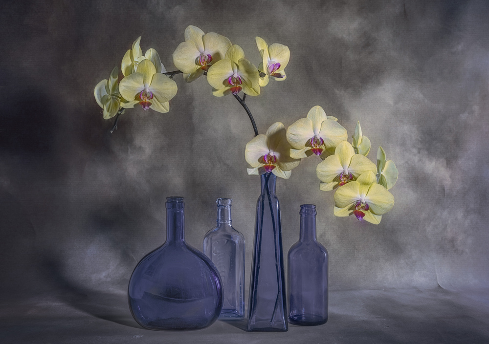 Orchids von Lydia Jacobs