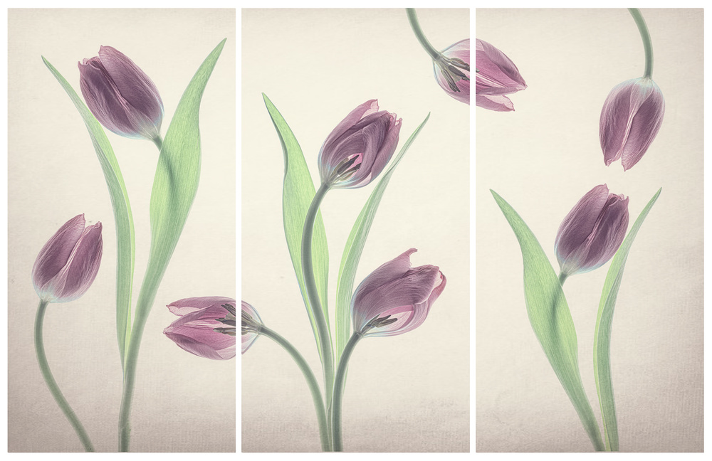 Dancing Tulips von Lydia Jacobs