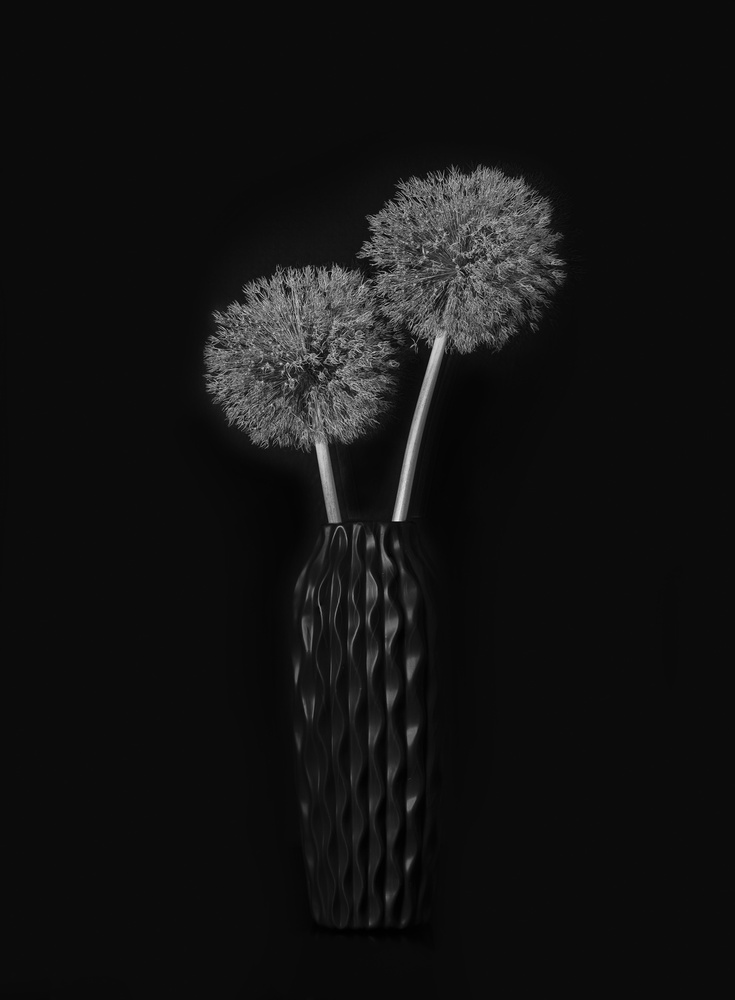 Dry Giant Allium von Lydia Jacobs