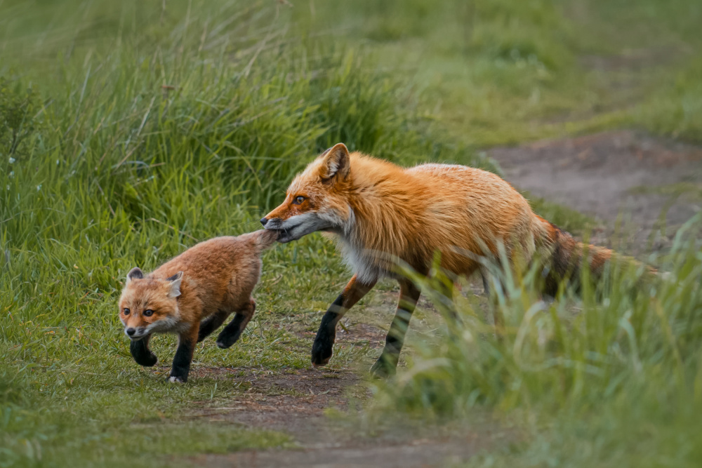 Slowdown Kiddo von Lydia Jacobs