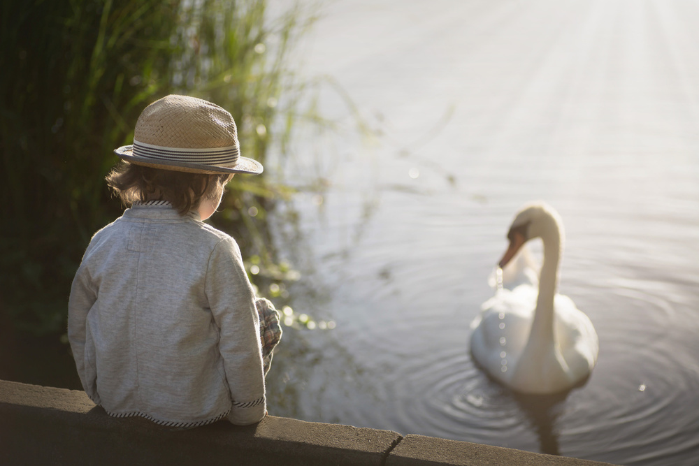 The swan von Lynne williams